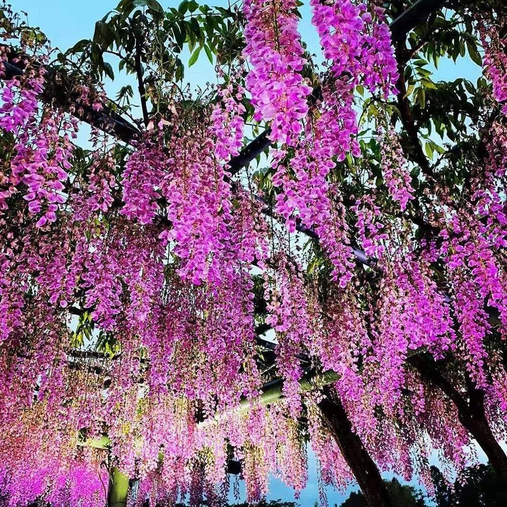 Enredadera Flores Glicina Artificial Pack X 12 Unidades - Imagen 7